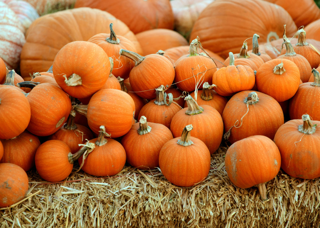 Top 6 lasten Halloween-elokuvat/ohjelmat ikärajalla S